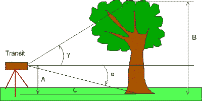 tree on level ground