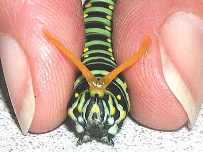 Black Swallowtail Caterpillar with Osmeterium