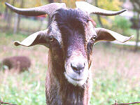 Billy Goat with Horns