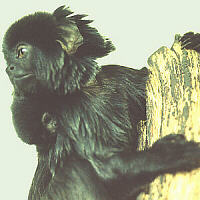 Marmosets with K-Strategy