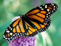 Monarch with Warning Coloration