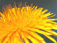 Dandelion with r-Strategy