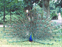 Peacock Mating Display