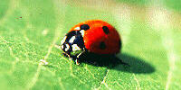 Ladybug with Warning Coloration