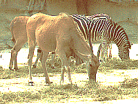 Zebra and Eland