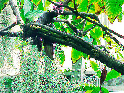 cocoa tree with pods