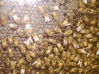 honeybees and honey