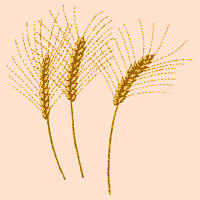 wheat seed heads