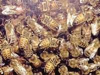 Honey Bees with Queen