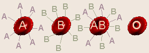 Blood Cell Antigens