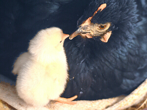 hen and chick