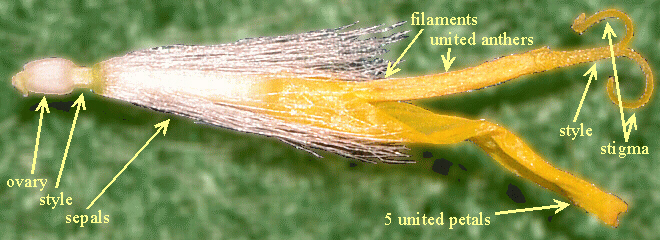 labeled dandelion flower