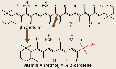 Beta-Carotene and Vitamin A