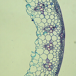 monocot stem close-up