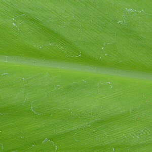 monocot leaf (ginger)