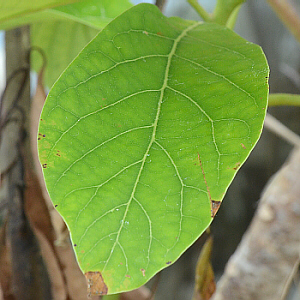 dicot leaf (avocado)
