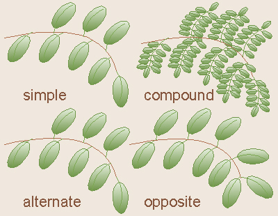 Types of Leaf Arrangement