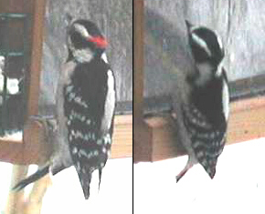 Male and Female Downy Woodpeckers