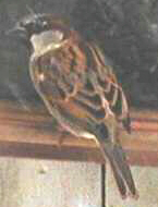 English Sparrow