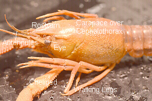 Labeled Cephalothorax with Carapace