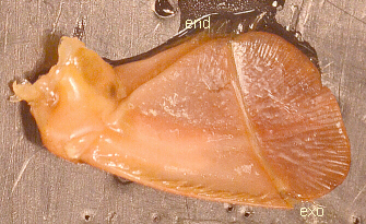 Labeled Uropod