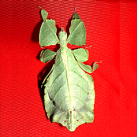 Javanese Leaf Insect
