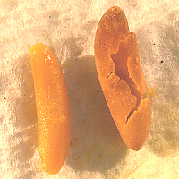 lubber female egg opened, embryo removed