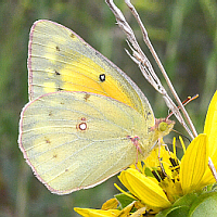 alfalfa butterfly