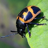 milkweed leaf beetle