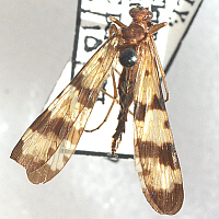 female scorpionfly