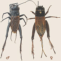 male and female field crickets