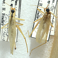 male and female tree crickets