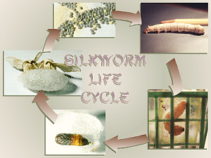 silkworm life cycle