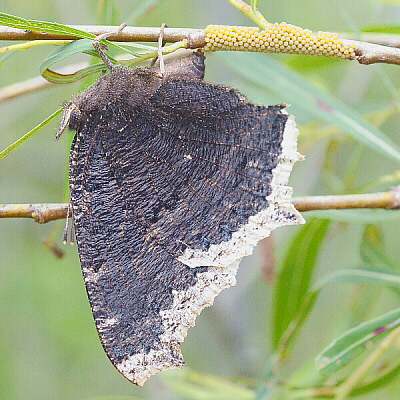 Mom Mourning Cloak laying eggs