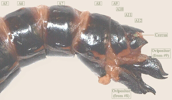 lubber female posterior end