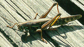 American Grasshopper