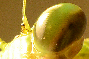 female mantis compound eye