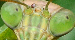 male mantis compound eye