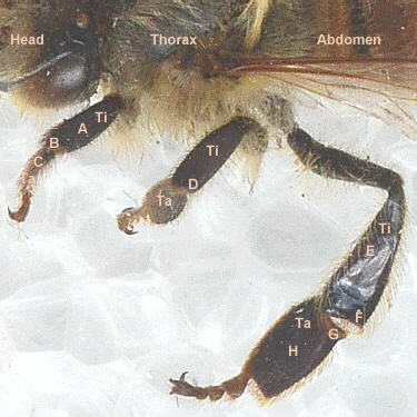 labeled honey bee legs