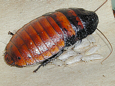 female roach with babies