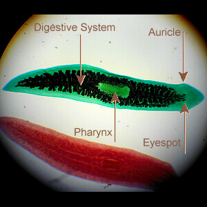 labeled Planarian