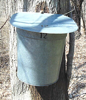 Bucket 12 on Tree