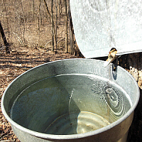 Full Bucket with Sap Dripping