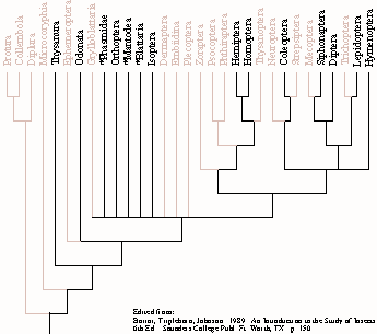 Borror & Delong Dendrogram