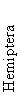 Hemiptera