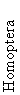 Homoptera