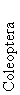 Coleoptera