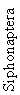 Siphonaptera