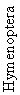 Hymenoptera
