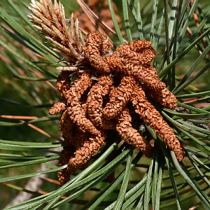 older male pine cones